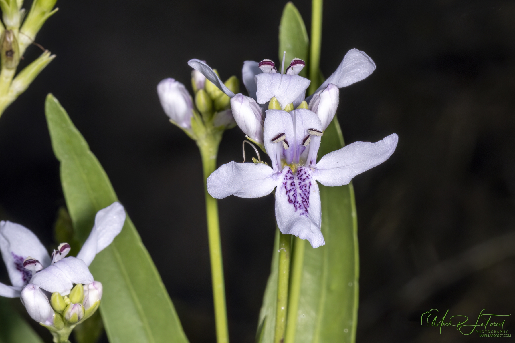 American Water Willow, McKinney Falls State Park, Austin